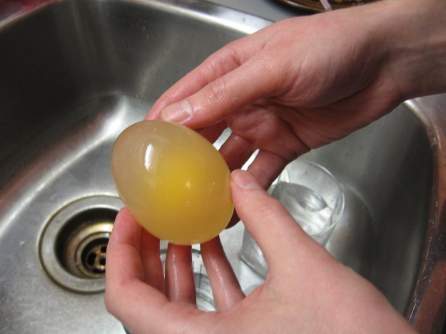Amazing-Experiment-with-Egg-and-Vinegar-004
