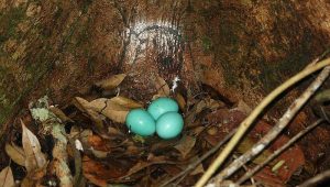 Ei van de Grote Tinamoe